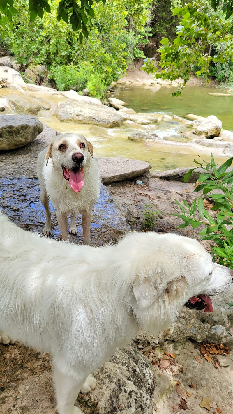 Photo from Pets, JUL 2024