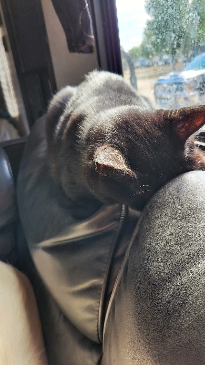Photo from Pets, SEP 2024
