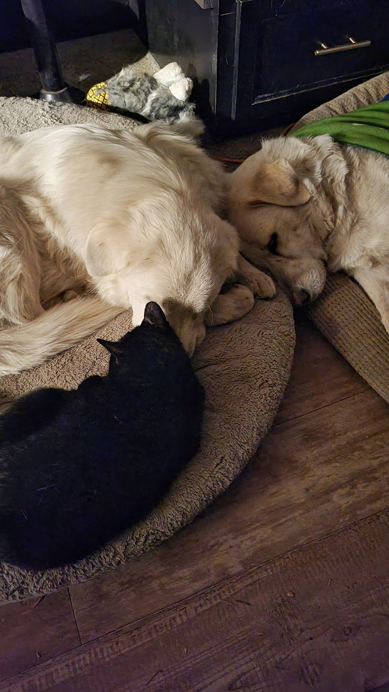 Photo from Pets, OCT 2024