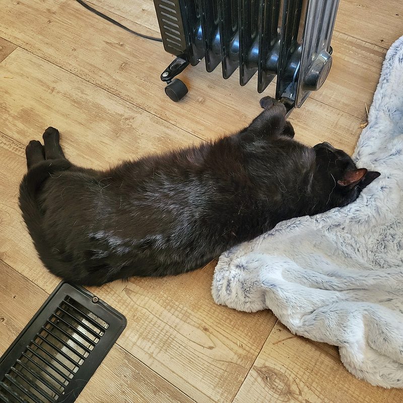 Photo from Pets, DEC 2024