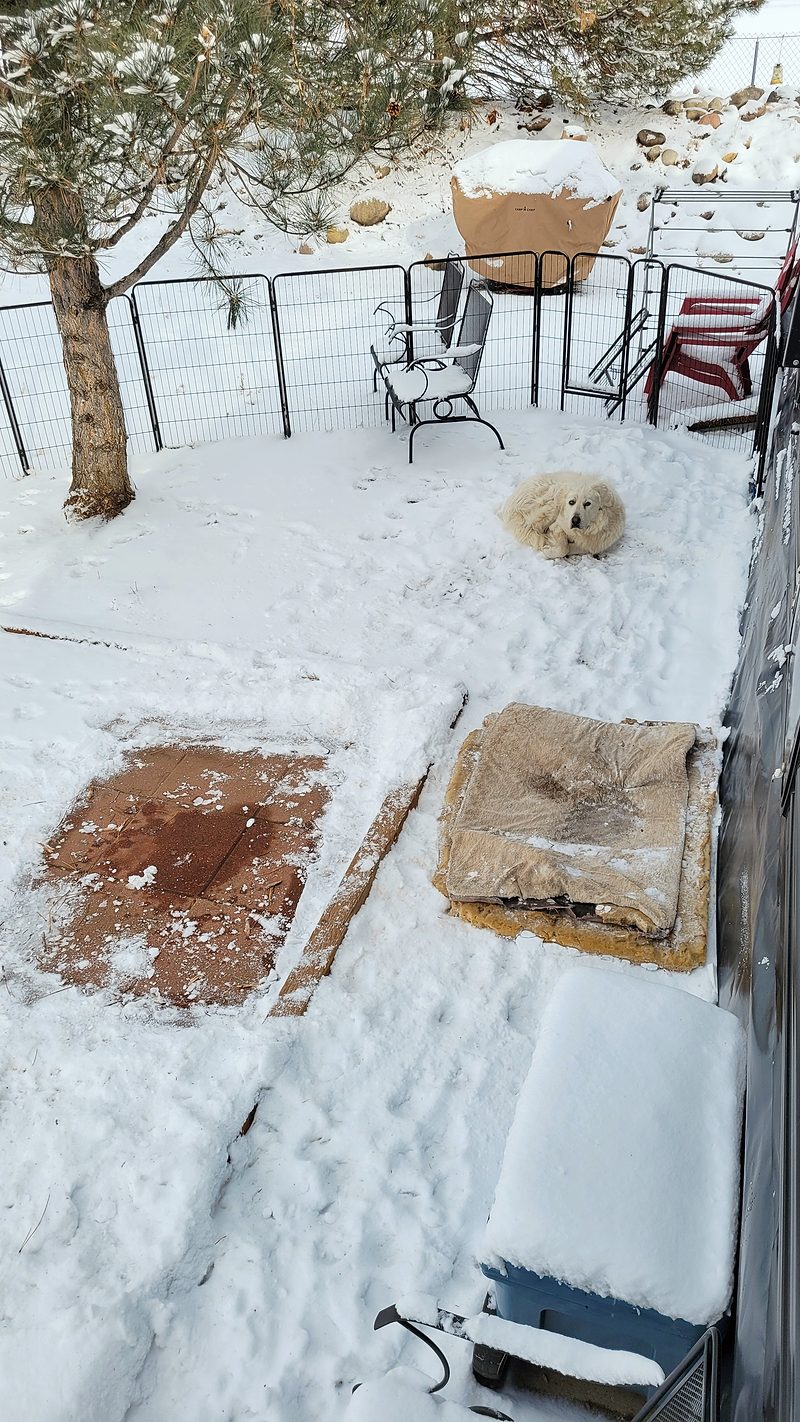Photo from Pets, JAN 2025