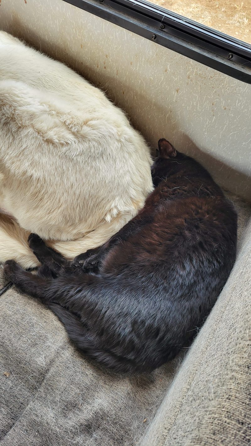 Photo from Pets, APR 2025