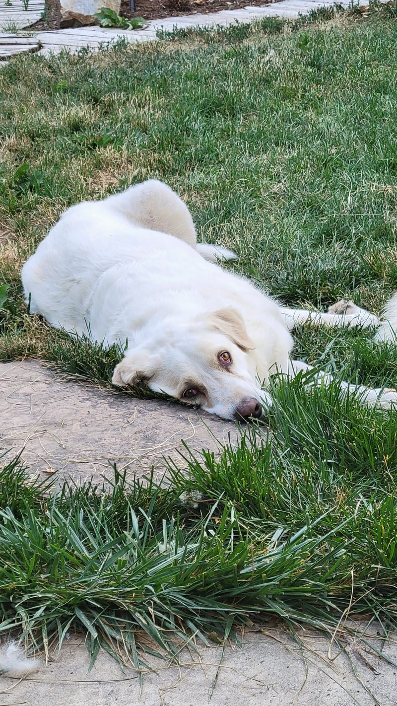 Photo from Pets, JUL 2025
