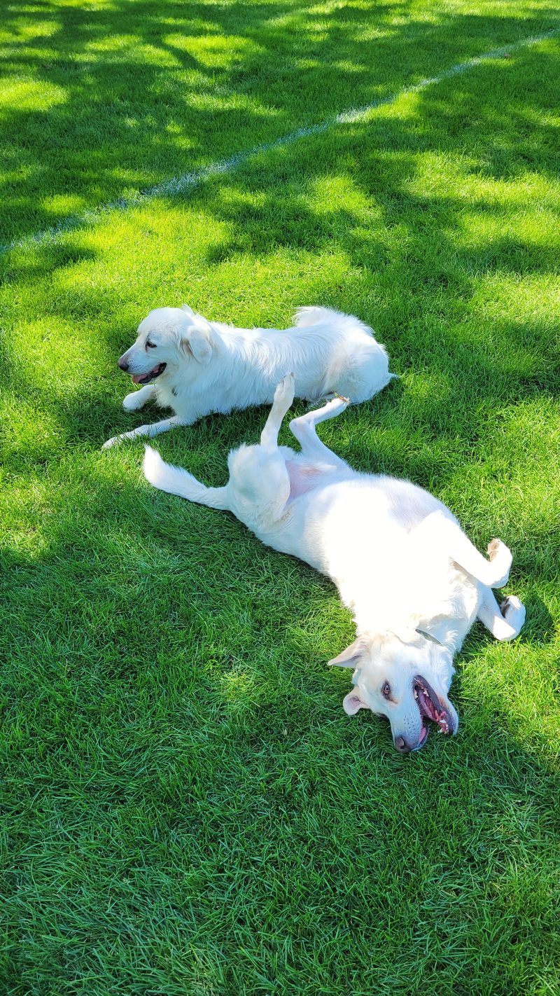 Photo from Pets, AUG 2025